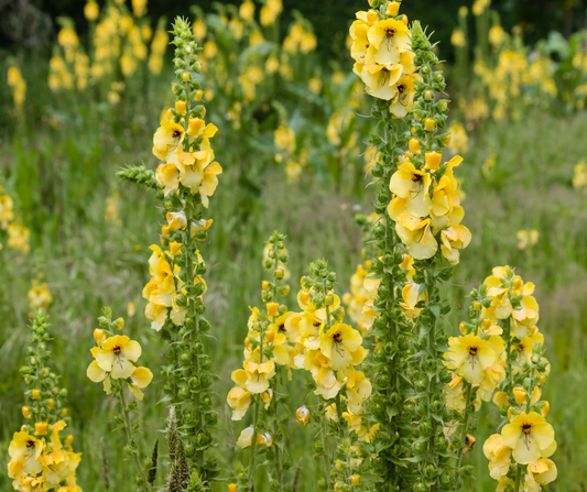 Gordolobo (Verbascum thapsus): historia, compuestos activos y por qué se asocia al bienestar respiratorio